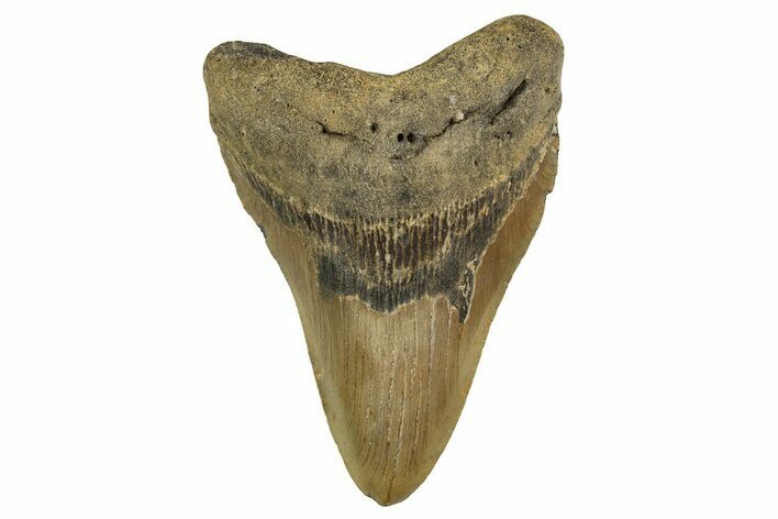 Fossil Megalodon Tooth - North Carolina #328239